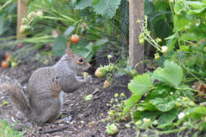 tips to repel squirrels out of garden