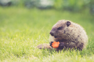 tips to repel woodchucks from gardens