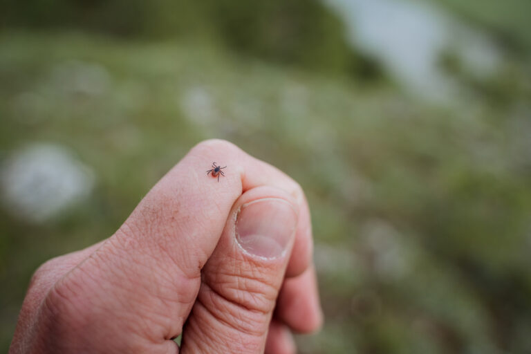 How to Spot & Help Prevent Tick Bites on Humans