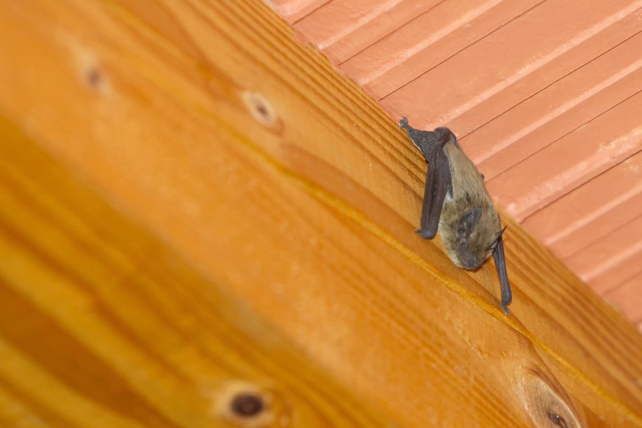 Guide to Get Rid of Bats