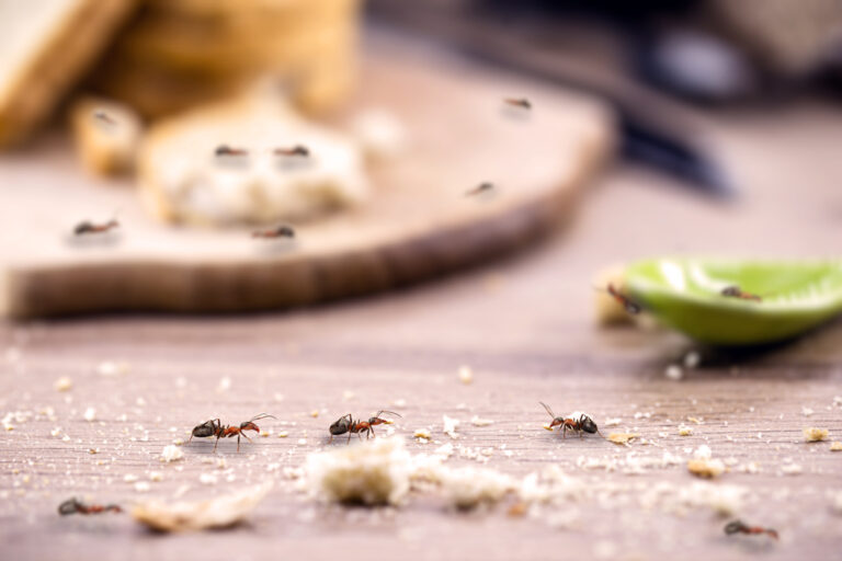 Ant Droppings and Other Signs of Ants