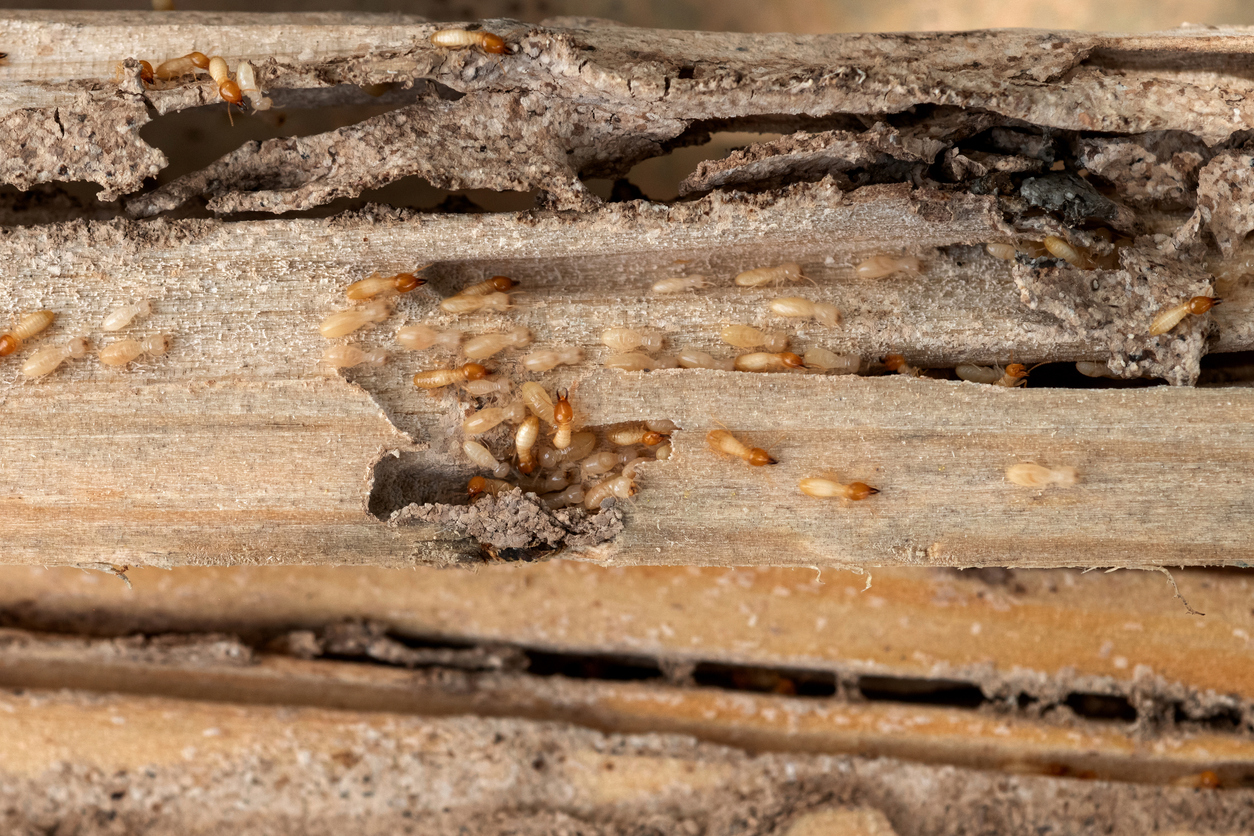 Close-up of small, pellet-shaped drywood termite droppings scattered on a wooden surface.