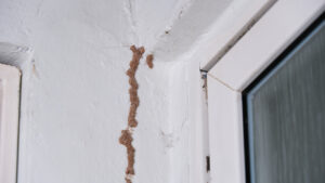 What other dangers are associated with termite droppings from the ceiling or elsewhere?