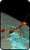 House – Sugar Ants