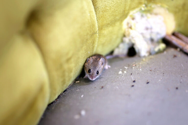 What Does Mouse Pee Smell Like?