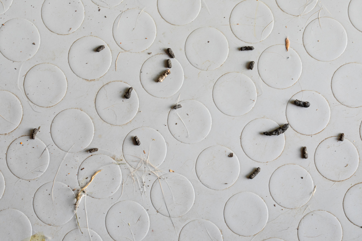 What Does Mouse Poop Look Like?