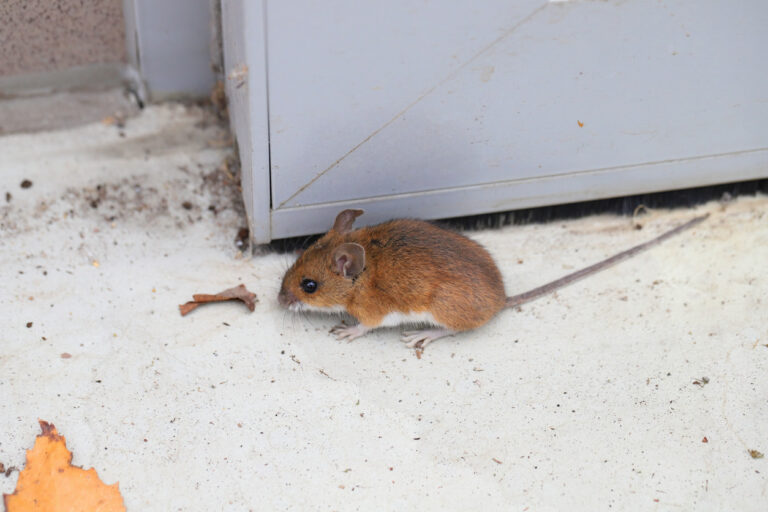 When Do Mice Come Out?